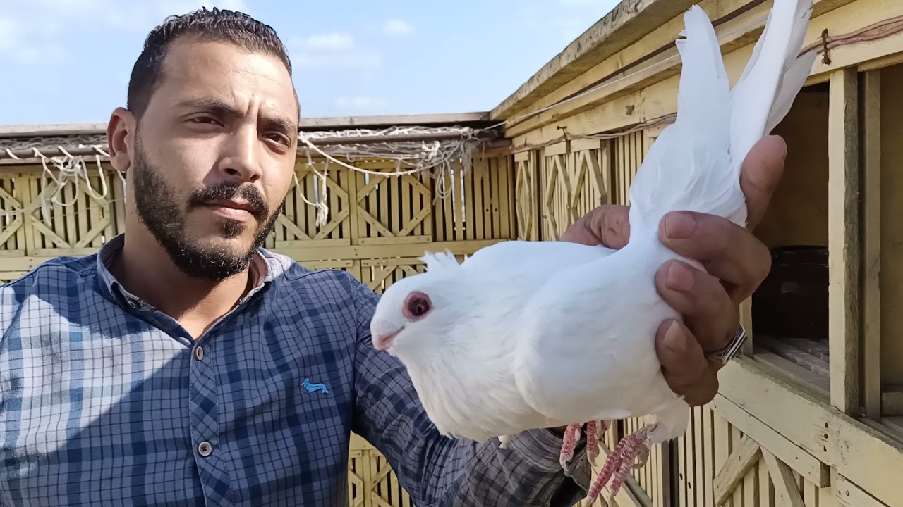 زياره اسكندريه غيه هشام ومحمد وفرجه لحمام النش من سيدي بشر ماشاء الله