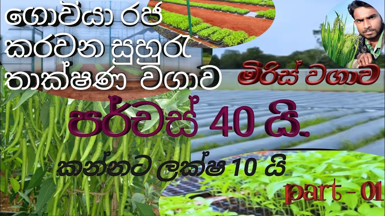 මසකට ලක්ෂ 1.5 උපයන්න/ ##සුහුරැ ගොවි බිම/suhuru wagawa$/