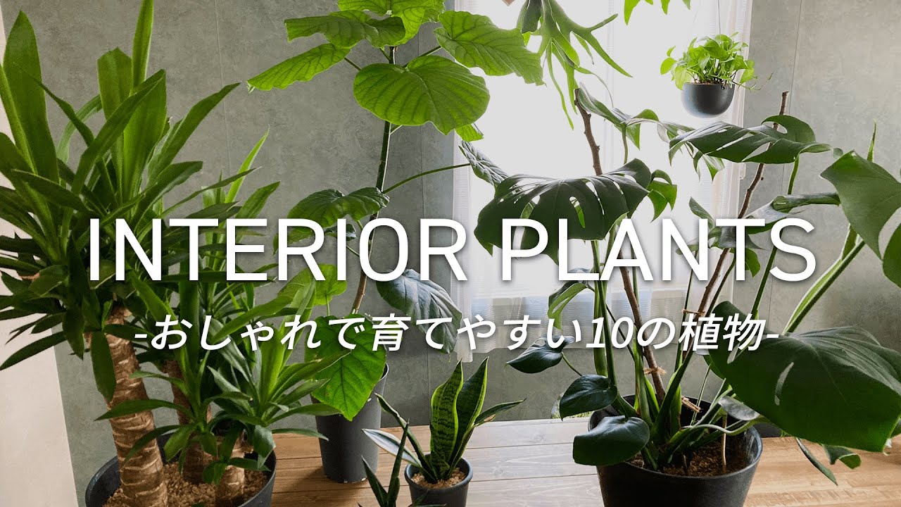 【初心者必見】部屋の雰囲気がガラリと変わる！おしゃれで育てやすい観葉植物10選 | 育て方や注意点、どんなインテリアに合うかも解説