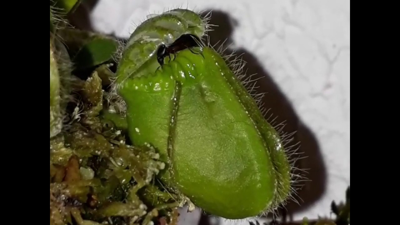 Cephalotus follicularis eating  a beetle
