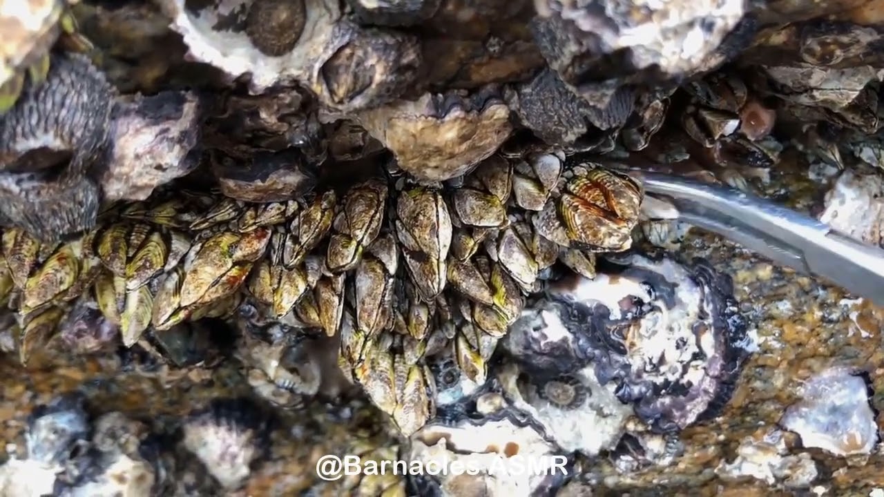Barnacle ASMR - My daily work at sea (episode 94 )