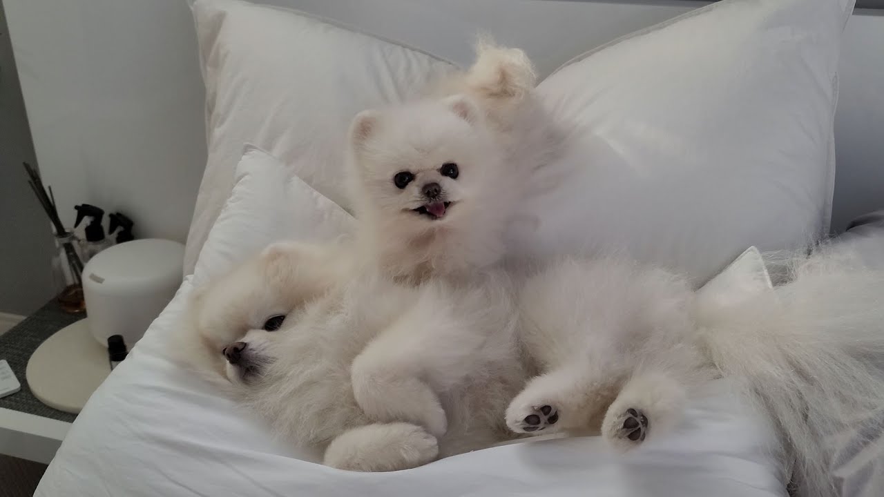 아침에 애교가 많아지는 강아지