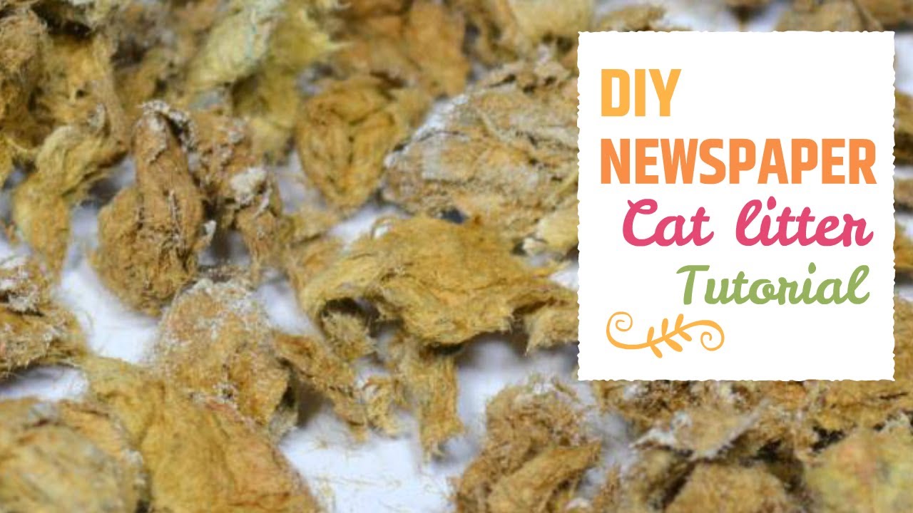 DIY NEWSPAPER CAT LITTER | Cat DIY