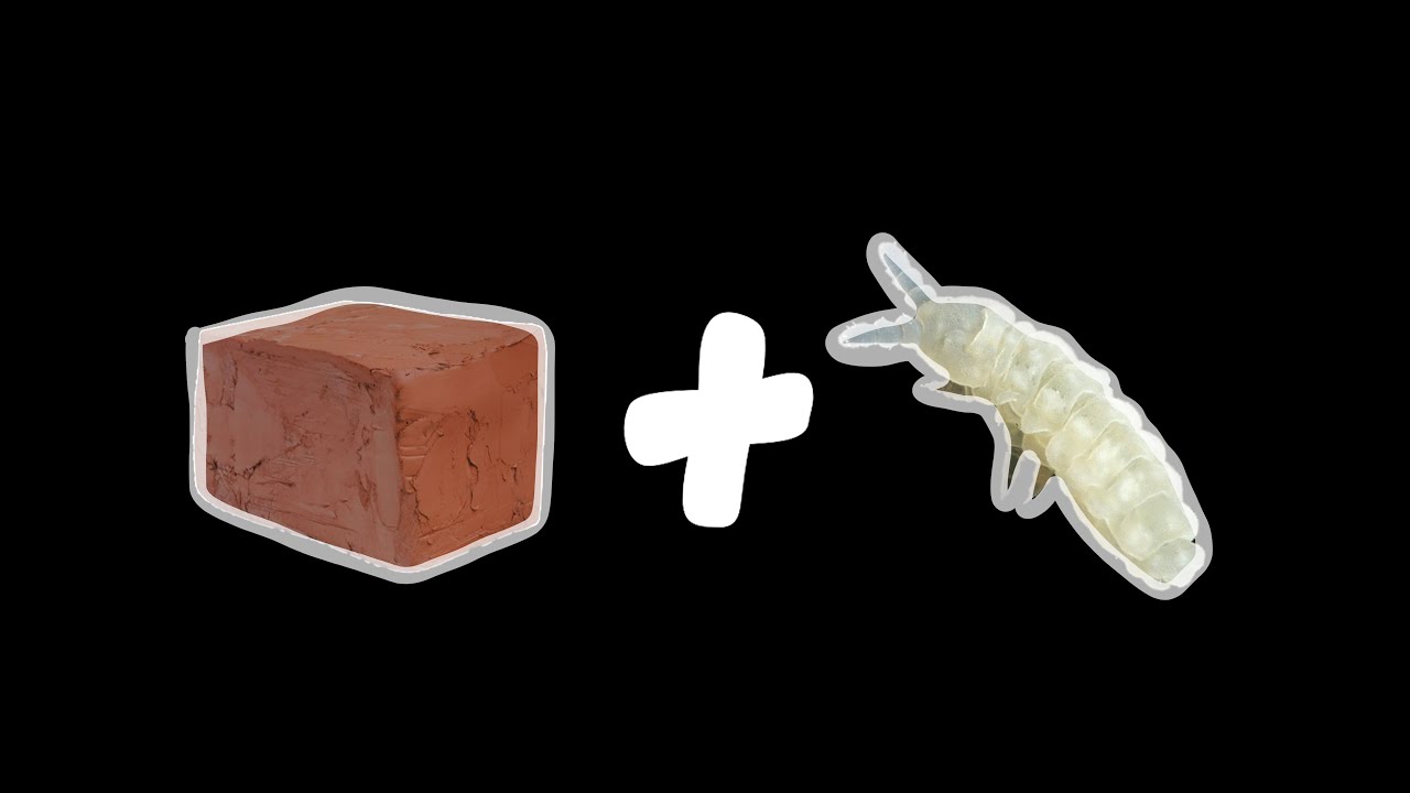 Clay springtail colonies: How it’s made
