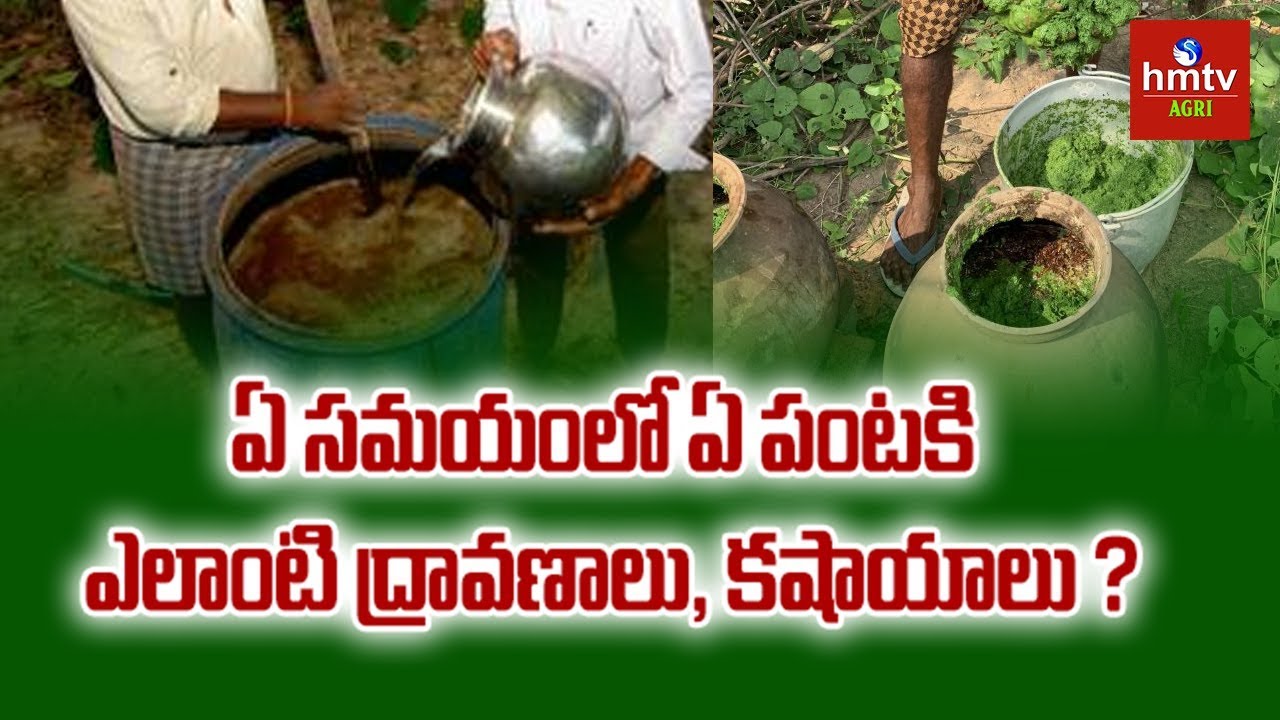 ఏ సమయంలో ఏ పంటకి  ఎలాంటి ద్రావణాలు, కషాయాలు ? | Siva Prasad Raju | hmtv Agri