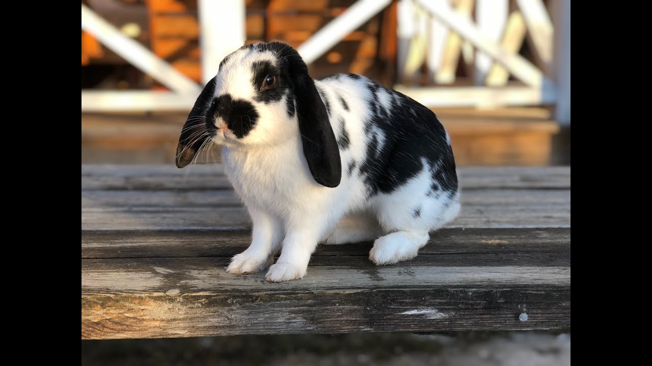 Trix, Introduktion