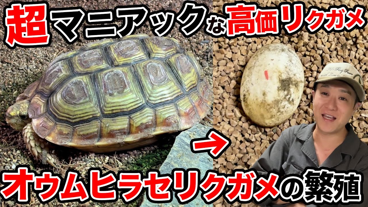 【リクガメ繁殖】オウムヒラセリクガメが産卵しました