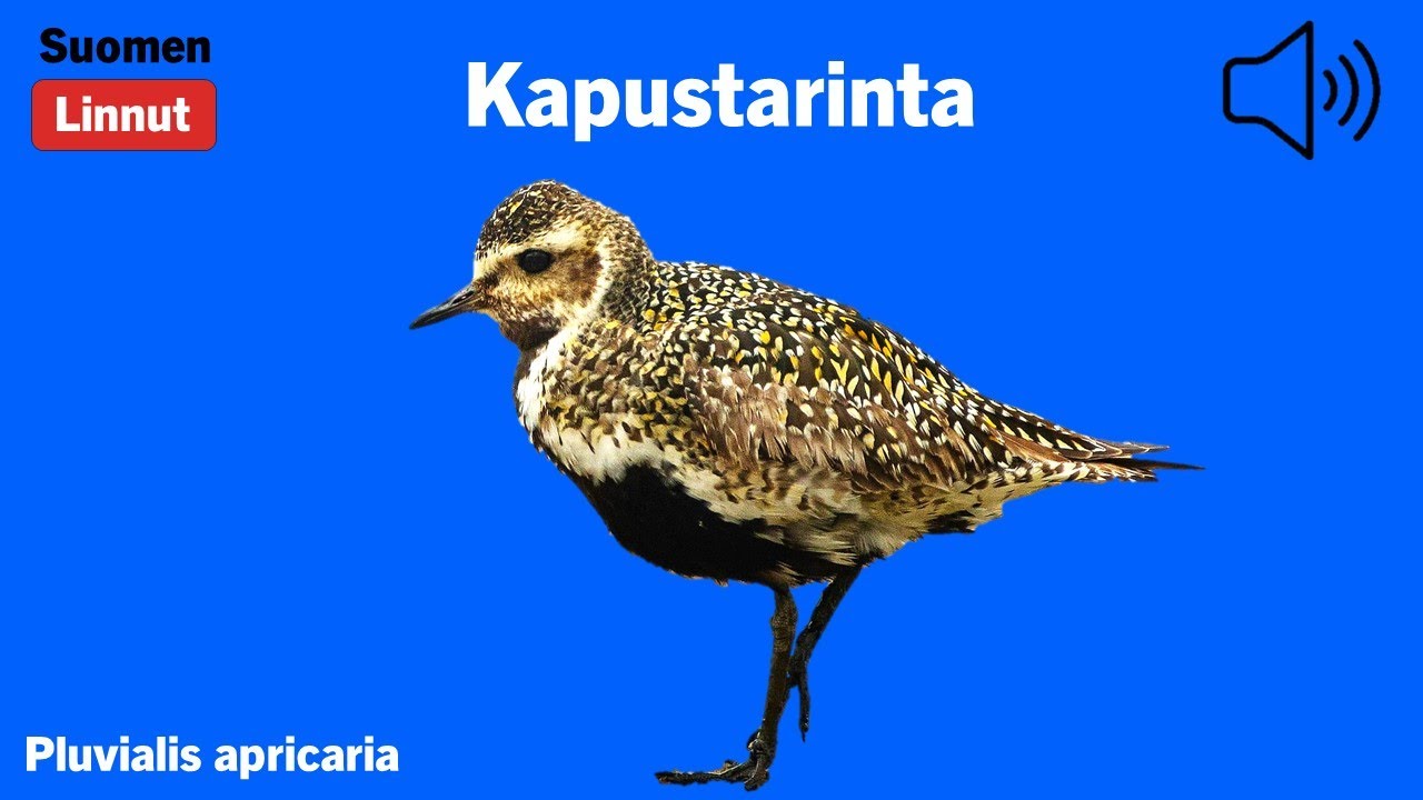 Kapustarinta - Pluvialis apricaria - Golden Plover - ljungpipare - PLUAPR