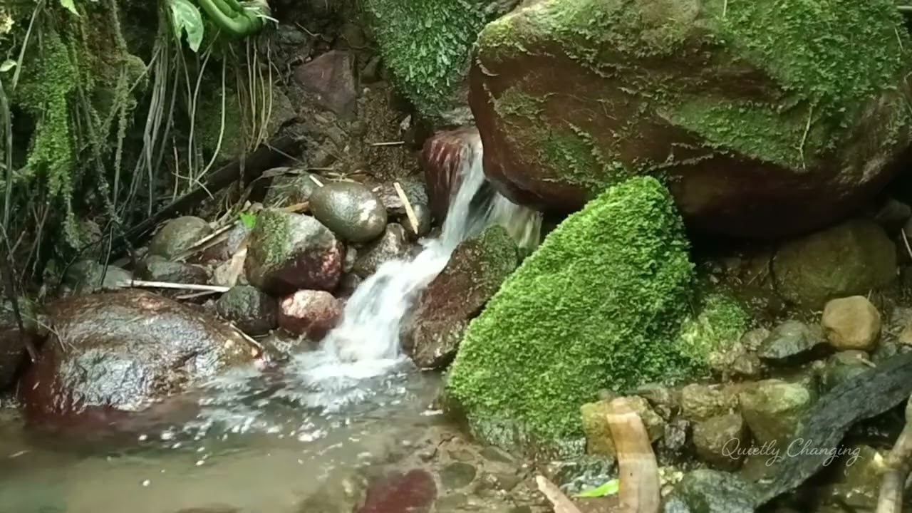 Clear Mountain Stream in Lush Green Forest | Relaxing Nature Water