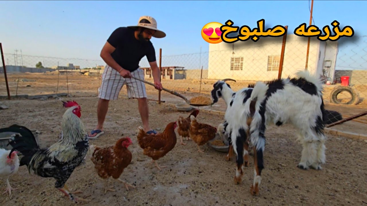 دخلت !! مزرعه صلبوخ بعد غياب طويل !! صرت مزارع 👨‍🌾