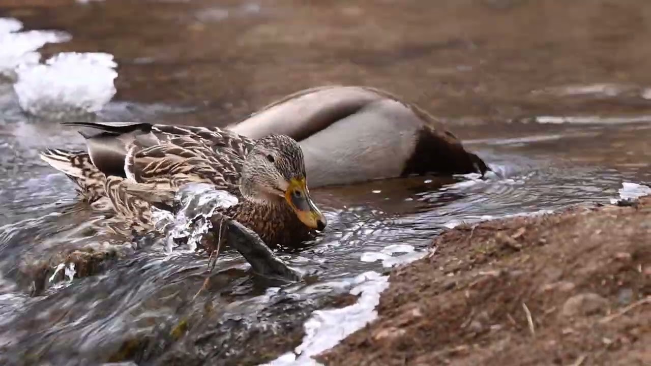 Duck. Lair o’ the Bear Park, Idledale,  Colorado, USA @Gennady107
