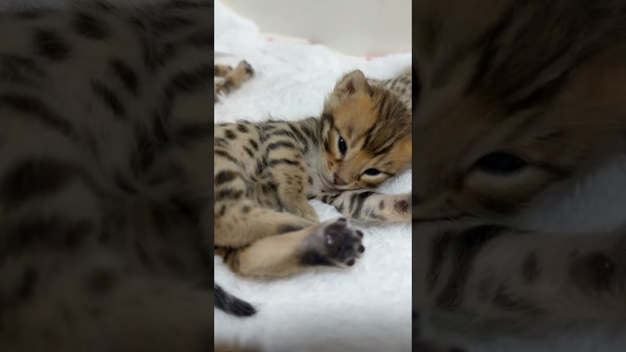 BABY LEOPARD SLEEPING 🐆