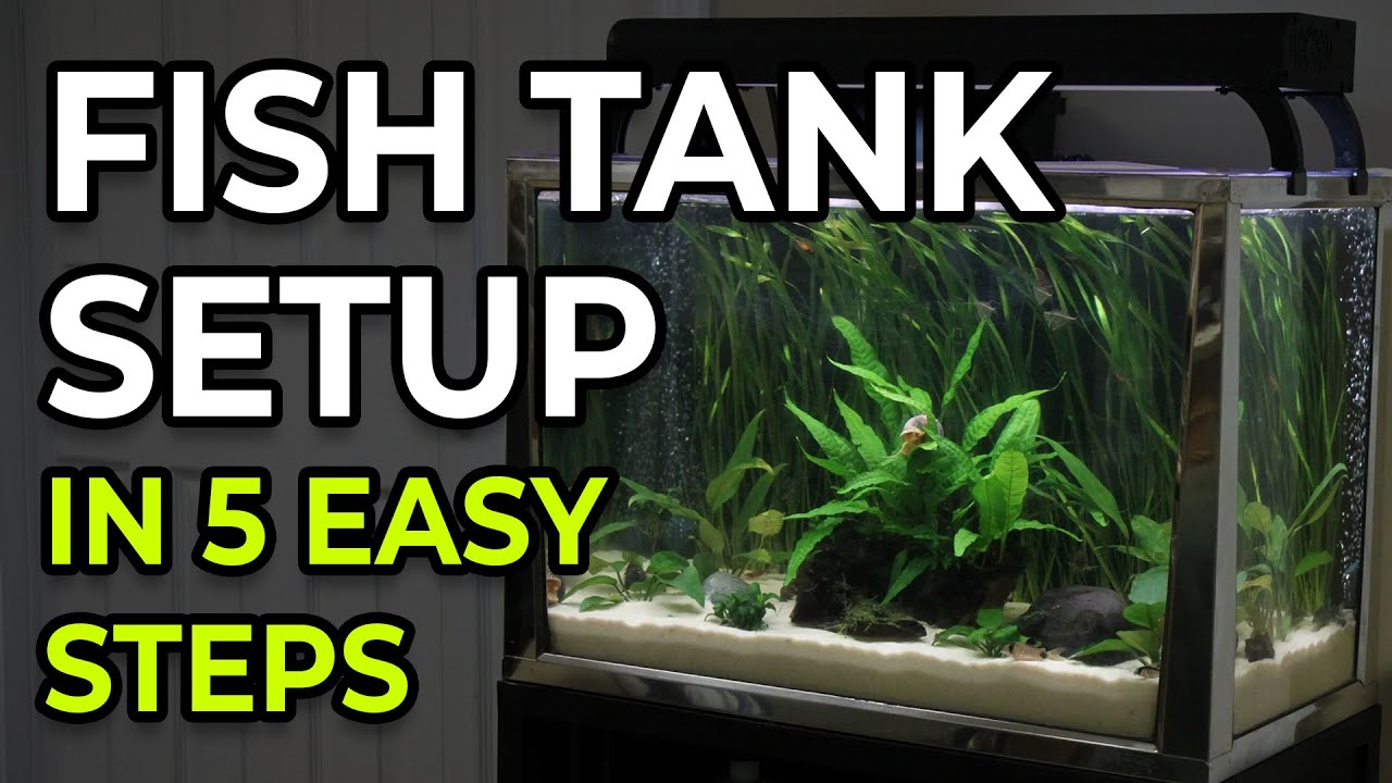 How to Set Up a Freshwater Fish Tank &ndash; First Aquarium Setup Guide