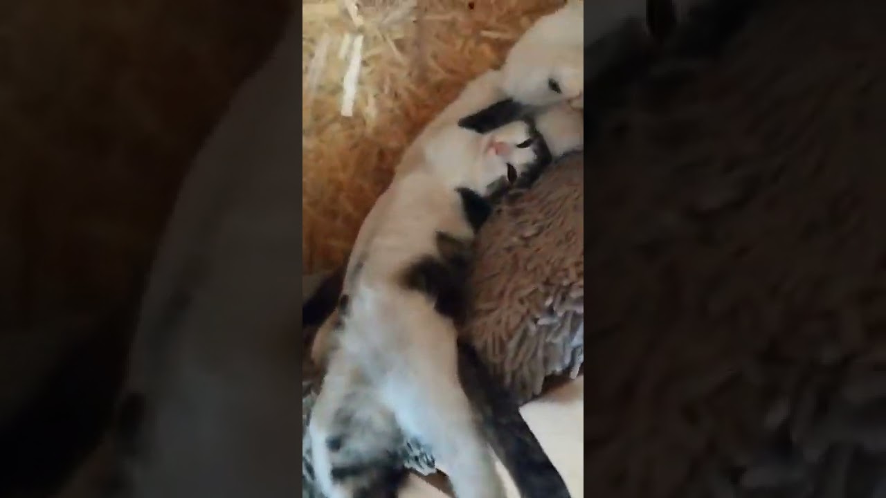He sure looks comfortable🐈 in any position tbh 😜