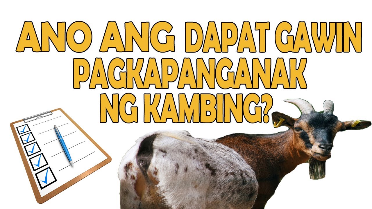 Ano ang dapat gawin PAGKAPANGANAK ng Kambing?