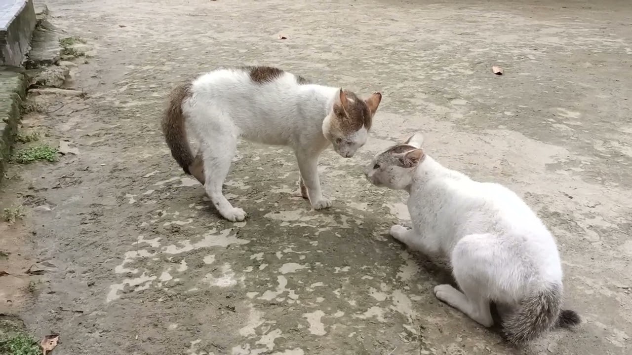 Cat fight club
