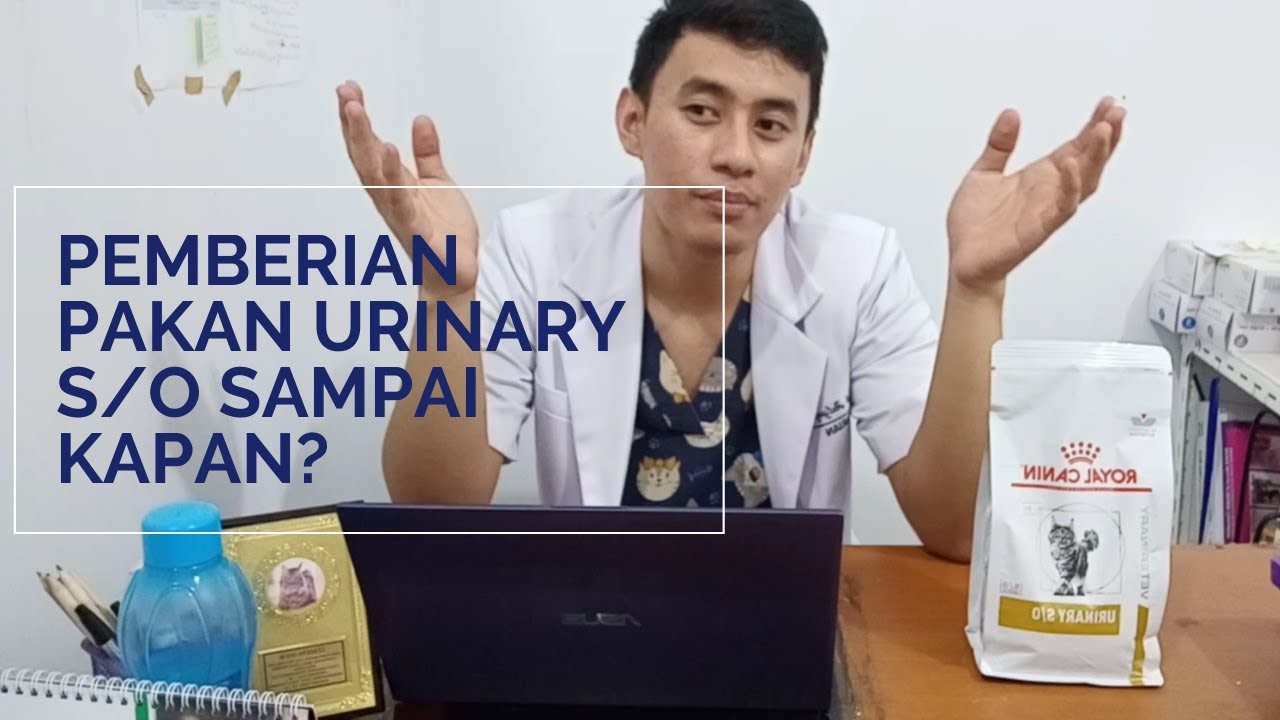 Sampai Kapan Saya Harus Memberikan Pakan Urinary S/O Kepada Kucing?