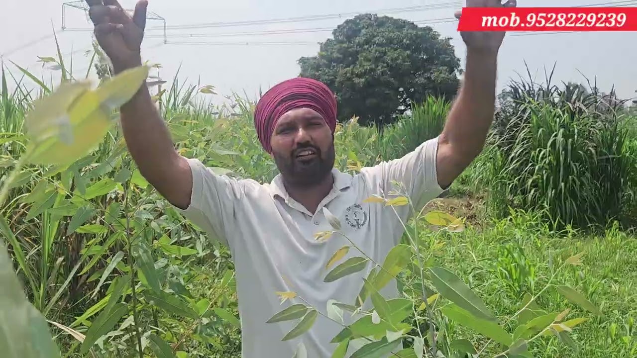 Safeda वैरायटी p 23 4 माह पेड़ों की ग्रोथ क्या खाद डाले जिसे पेड़ जल्दी ग्रोथ करें सम्पूर्ण जानकारी 
