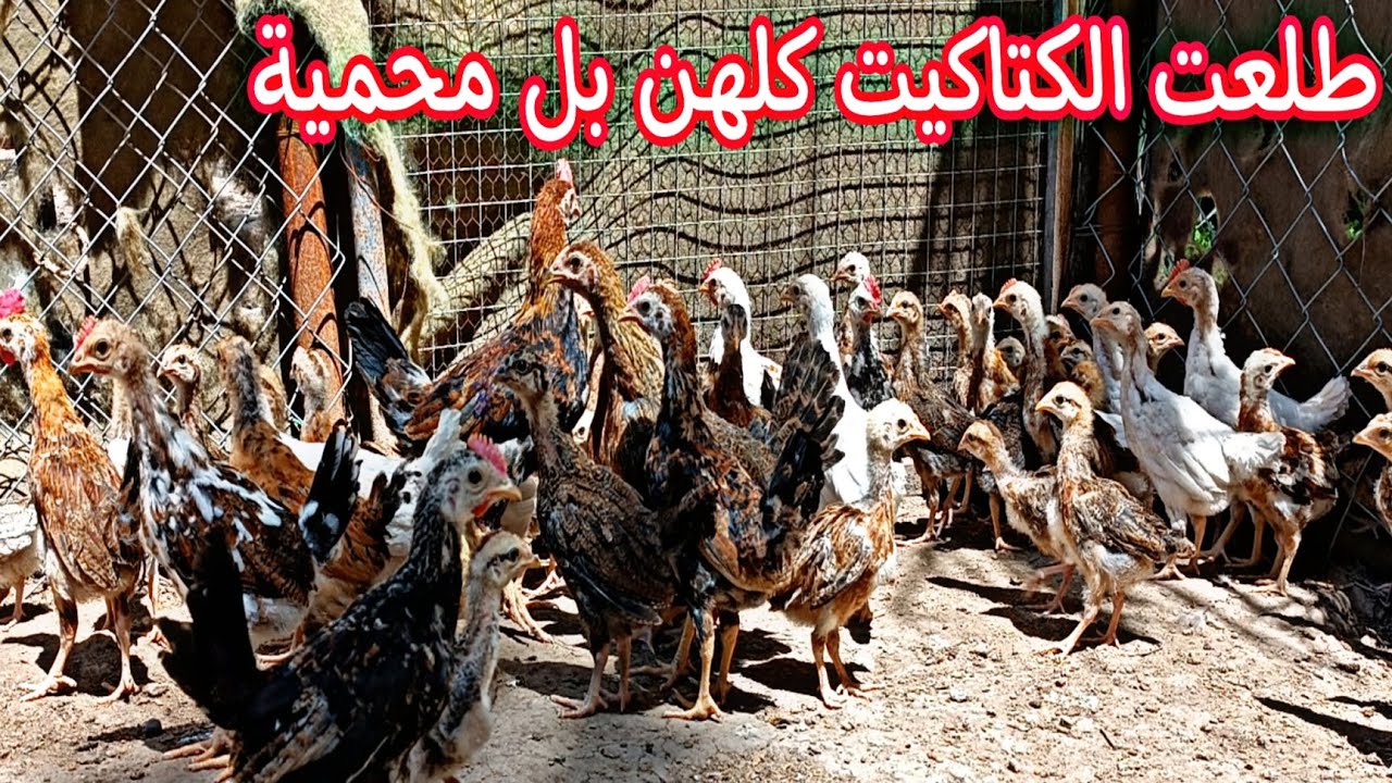 الفروجات بدن يبيضن 🐓 كركت المظلومة🐣