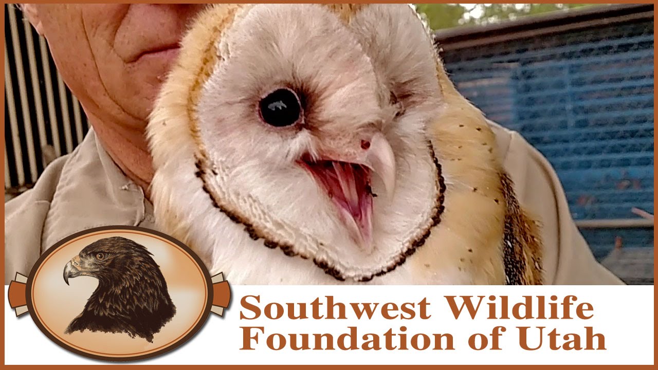 Barn Owls Released | June 2016
