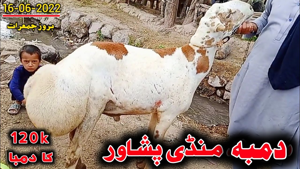 Peshawar Sarband Mandi 2022 | Sarband Mandi Peshawar 2022 | Dumba Mandi Peshawar