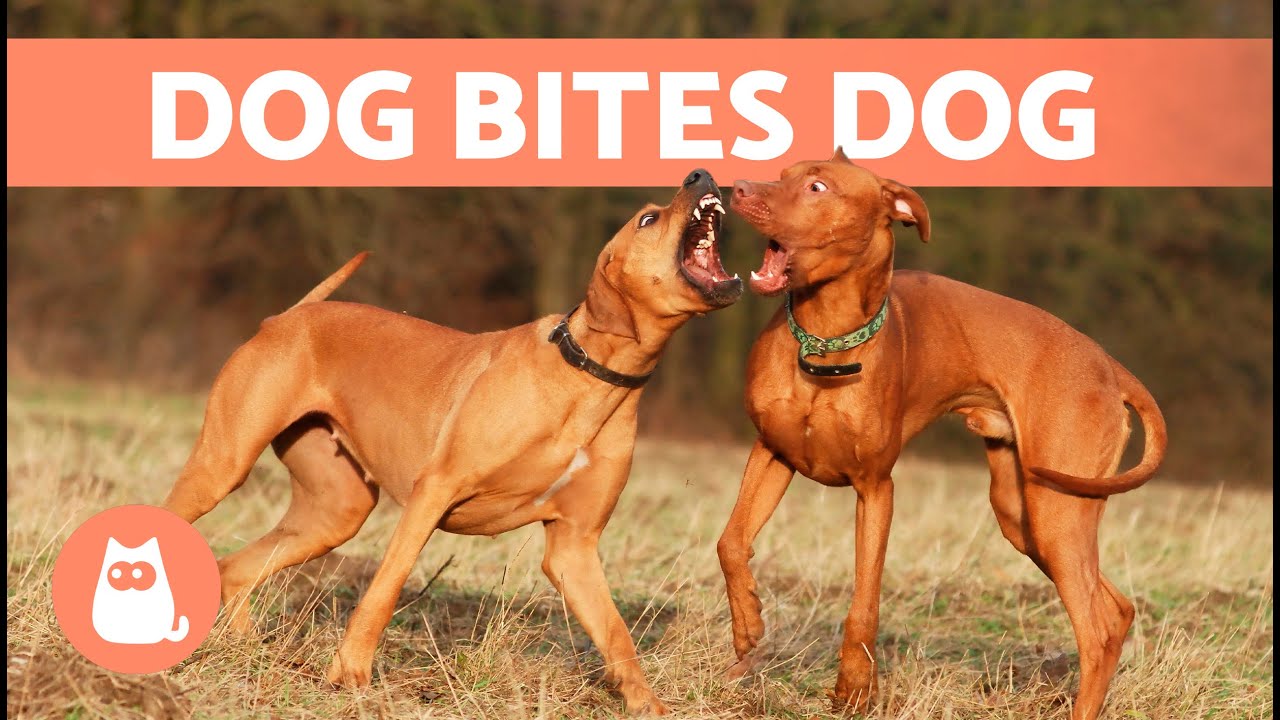 What to Do If My DOG BITES Another DOG? 🐶⚡🐶