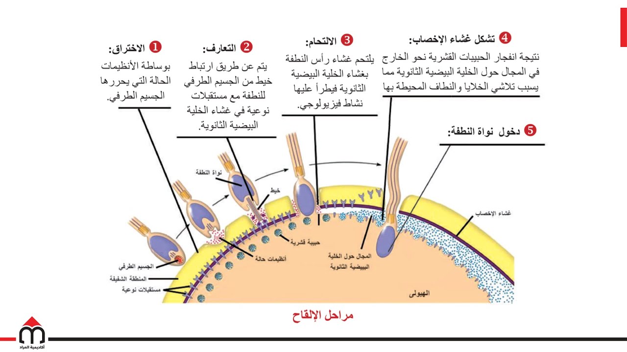 12- التنامي الجنيني: الإلقاح - بكالوريا سوريا