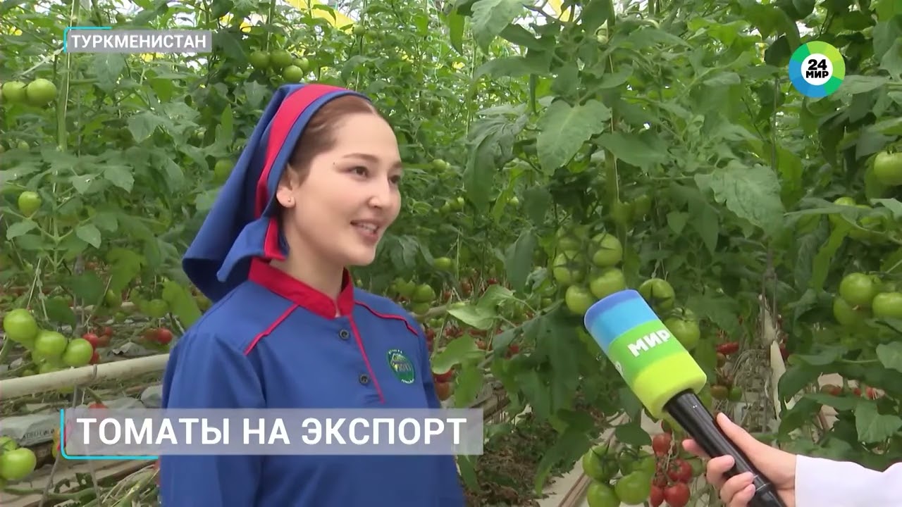 В Туркменистане активно собирают урожай томатов