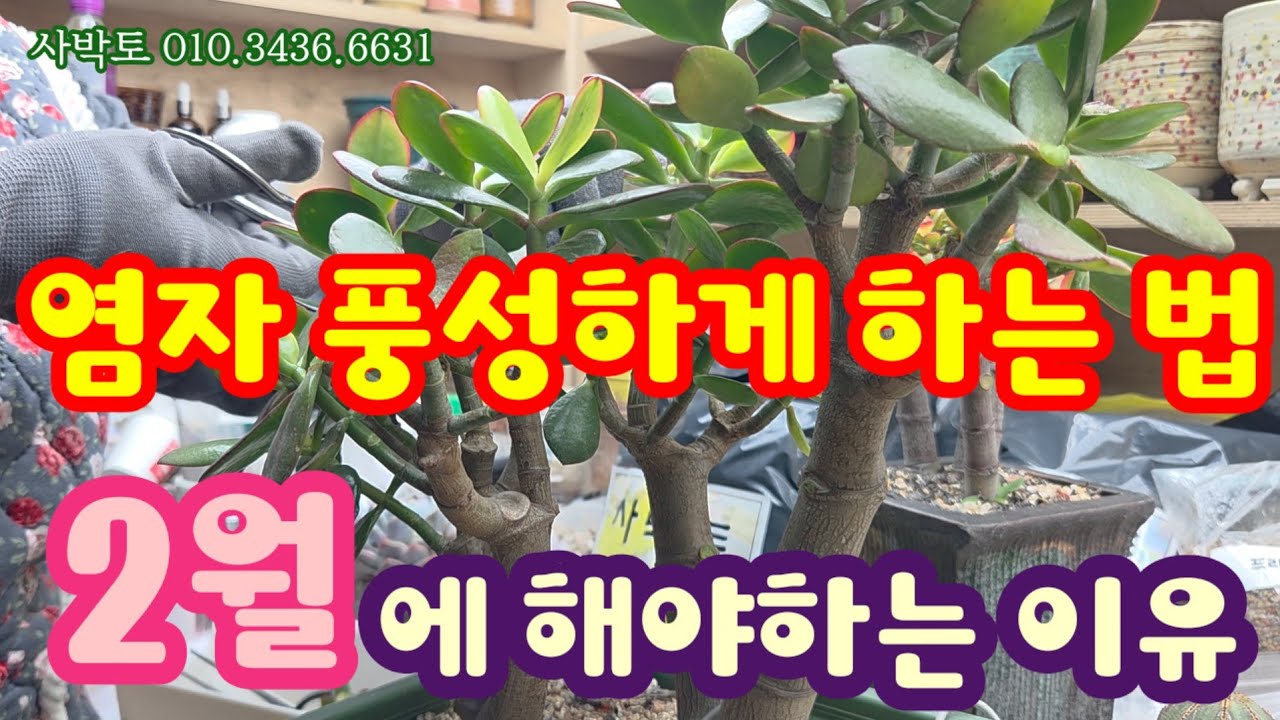 염자 풍성하게 키우는 방법 💥 2월이 최적기인 이유 💥우리도 염자 나무처럼 키워봅시다! 사박토 010.3436.6631 #다육이 #다육식물 #succulent #사박토