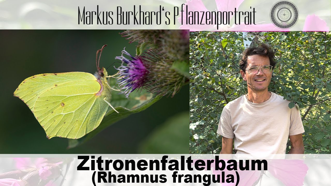 DER Baum für den kleinen Garten, Rhamnus frangula - Faulbaum, OHNE Faulbaum - KEIN Zitronenfalter!