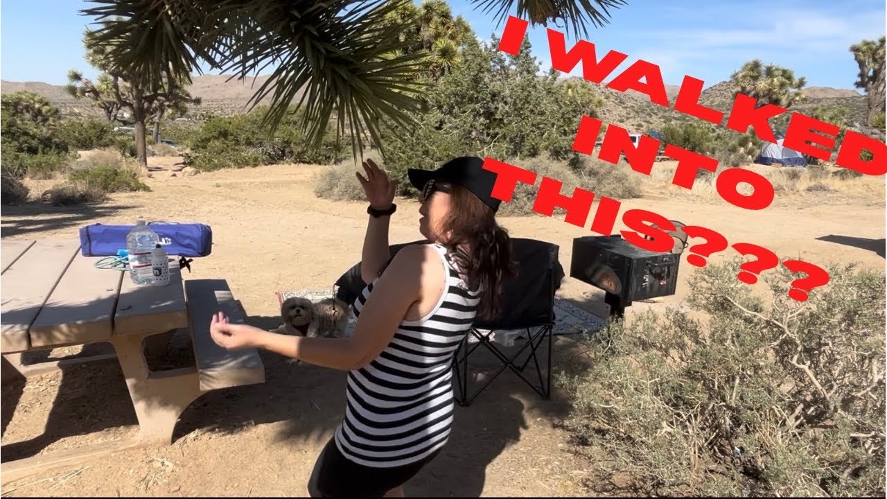 Black Rock Campground Solo Female Minivan Camping at Joshua Tree with My Shih Tzu