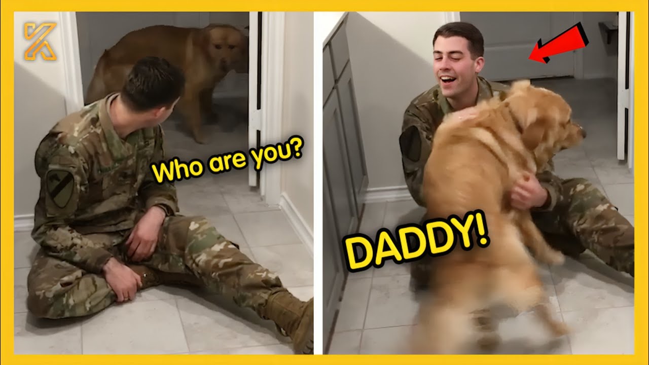 💕FULL  Most Heartwarming Animals Reunion with Their Owners 💘 That Will Tug at Your Heartstrings