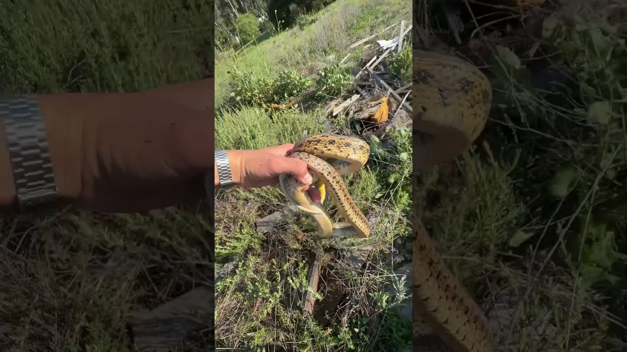 adult gopher snake spring 2024