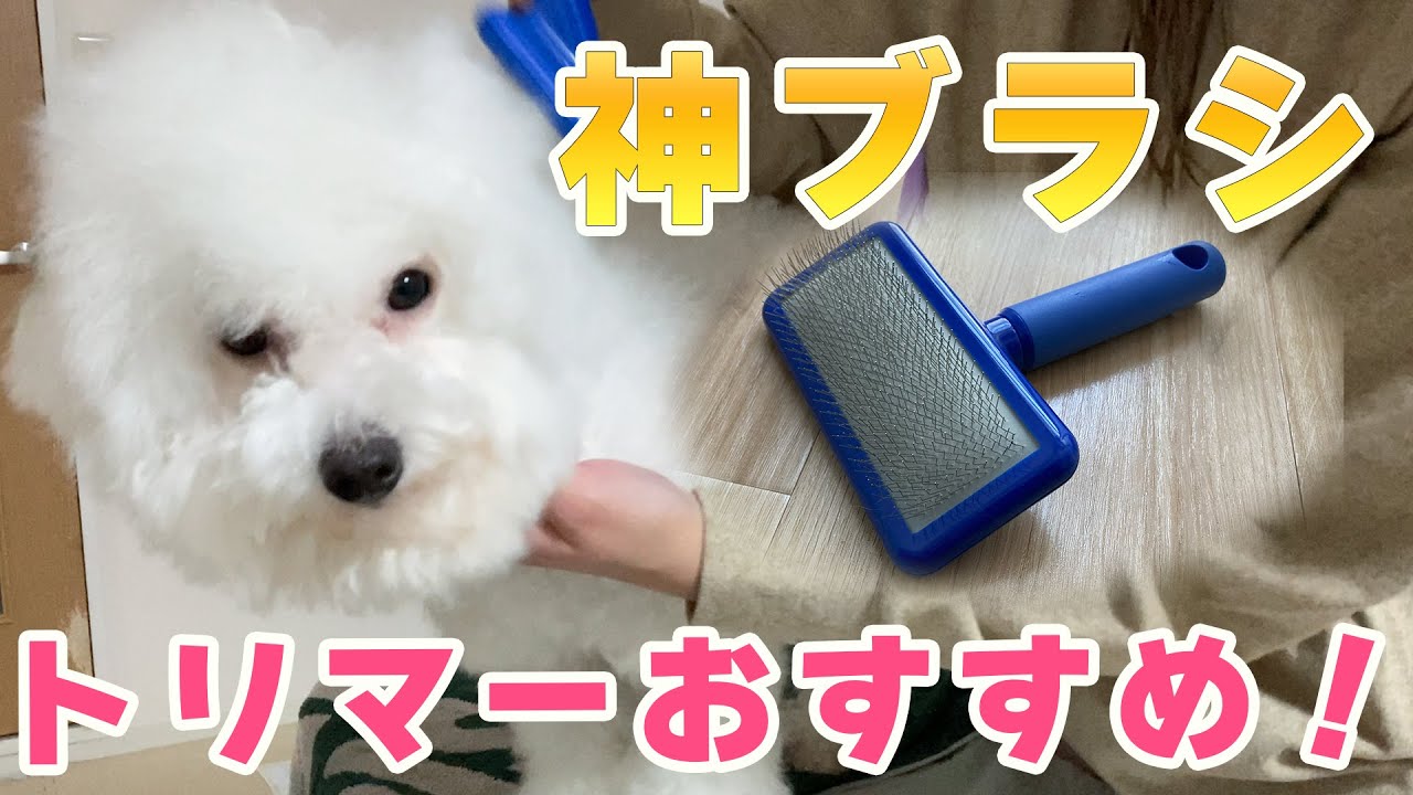 【ビションフリーゼ】トリマーおすすめのスリッカーブラシが神すぎた