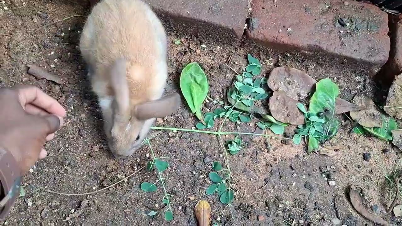 Hi friends!Today’s update is a New Year special .We are starting a small rabbit farm.”#BNANIMALSSHOP