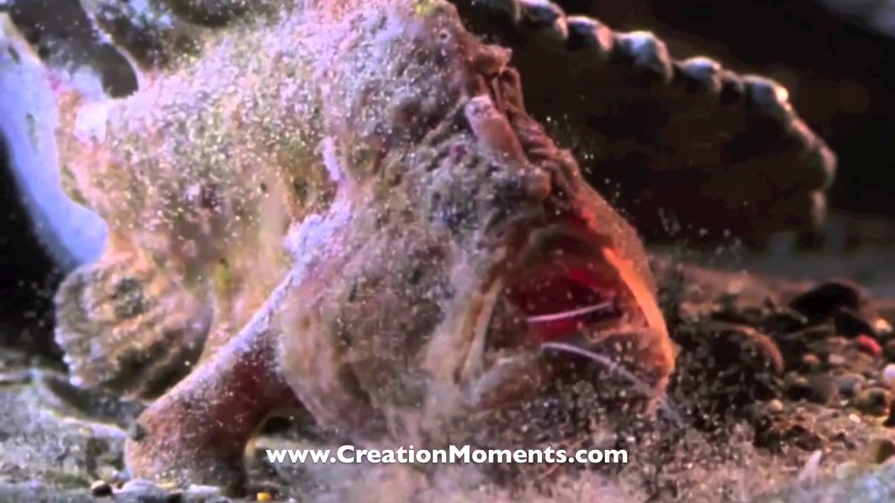 Mystery Of The Frogfish