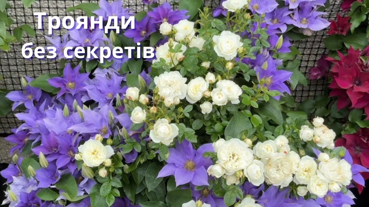 Троянди без секретів: Відповідаю на ваші запитання  14/03/2026