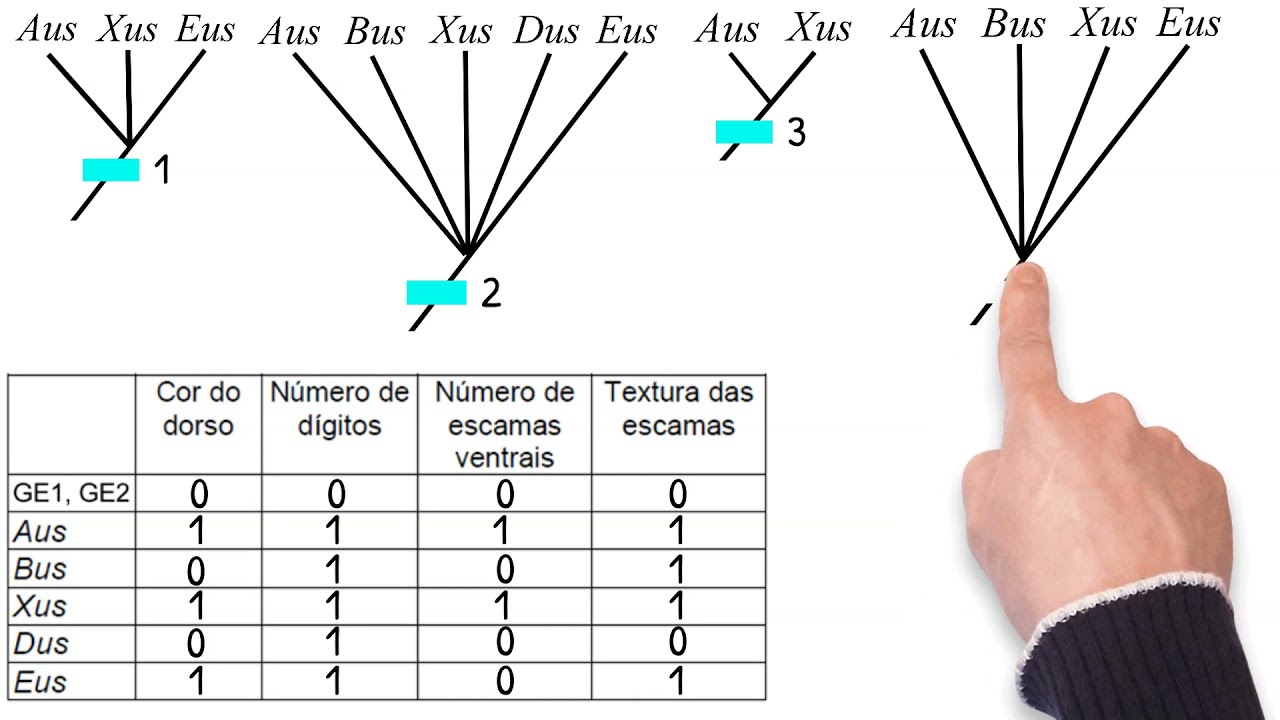 Sistemática parte 5 - Construção de cladogramas