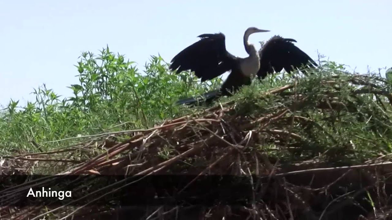 Birds and More: Brazil, Pantanal, 2015