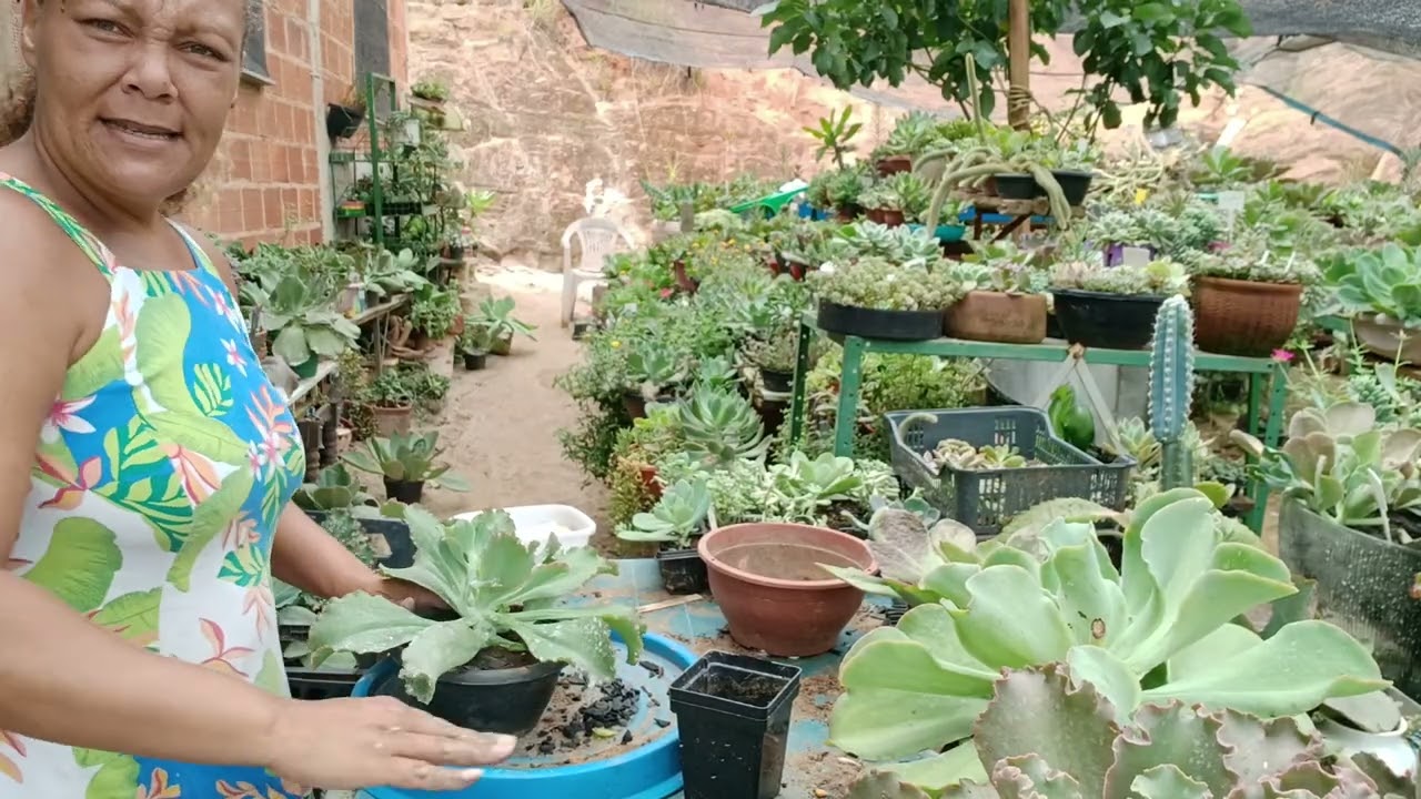 BORA PARTE 2 NO MESMO DIA KK #plantas #suculentas 😘