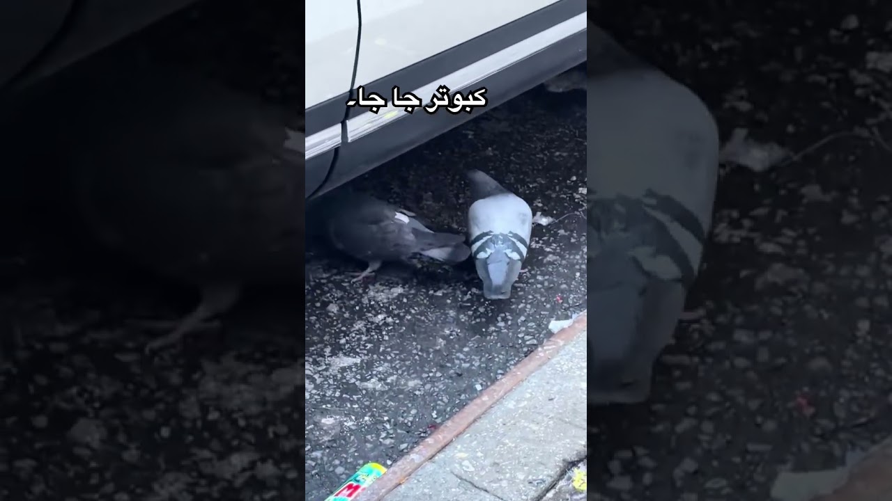 کبوتر جا جا۔