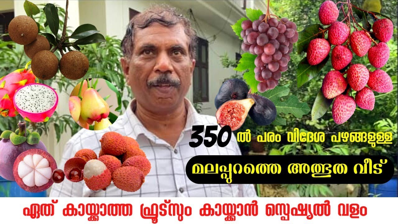 350ൽ പരം വിദേശ പഴവർഗങ്ങളുള്ള മലപ്പുറത്തെ ഈ വീട് അത്ഭുതം തന്നെ |# Exotic Fruit Trees for sale#fruit