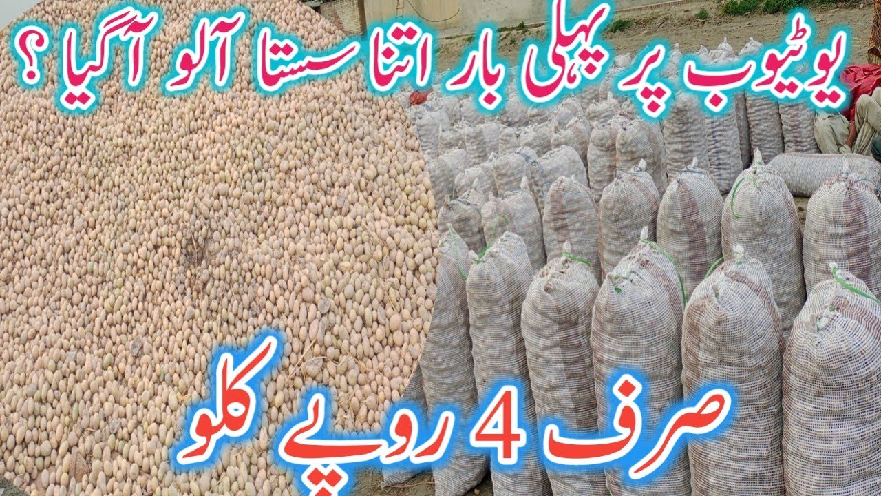 The First Time Such A Cheap Potato Came on YouTube? Business talks official