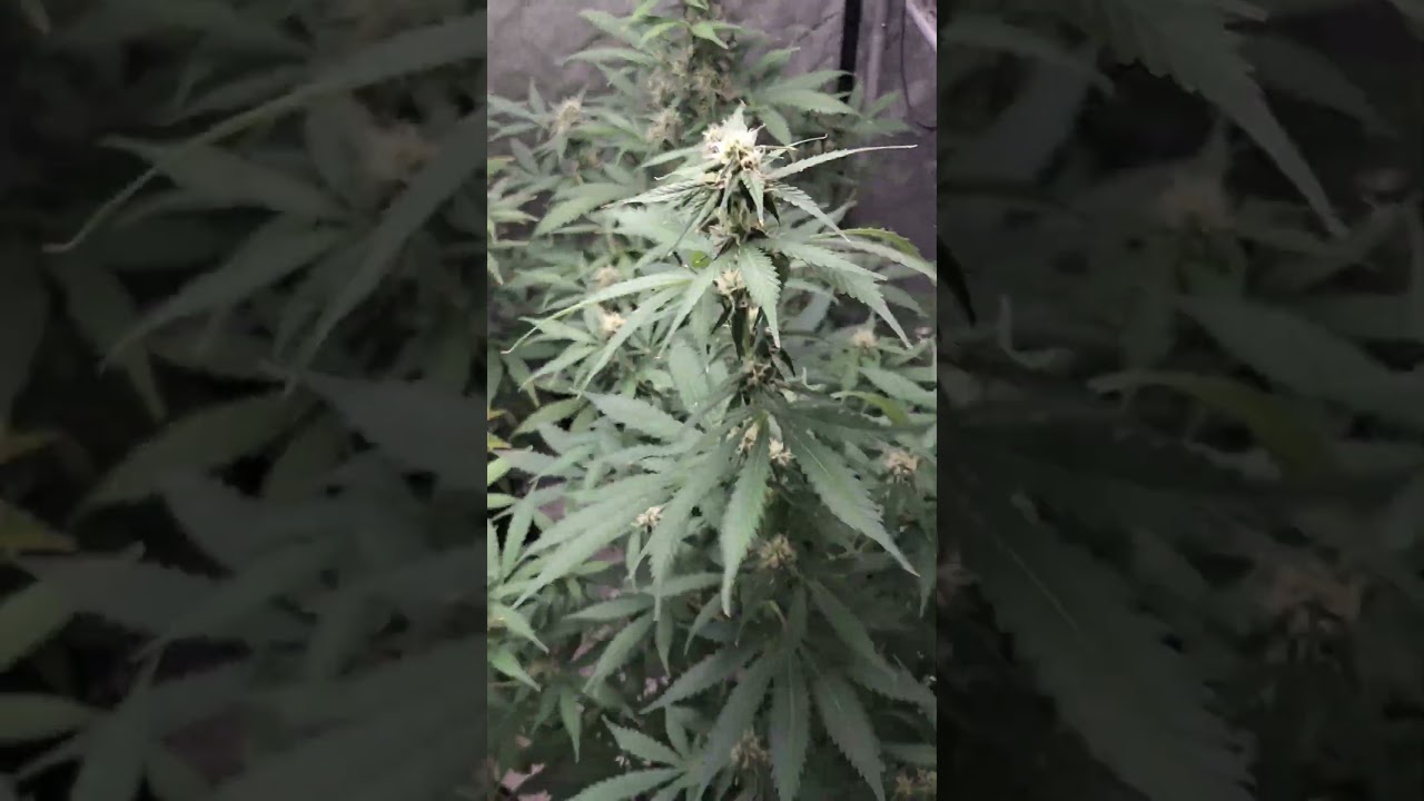 grape ape and northern lights grow