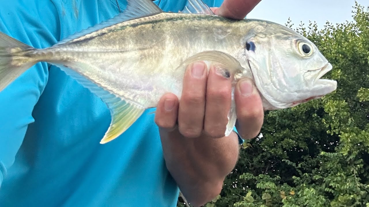 Popping for jacks 