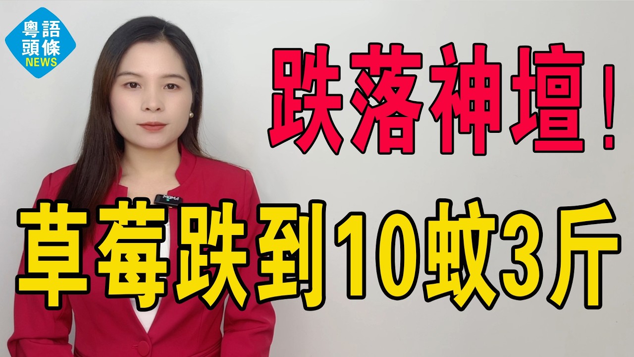 草莓跌落神壇！曾經50蚊一斤貴族水果，如今10蚊3斤都無人問津！究竟係市場理性回歸，定係產業鏈嘅集體失敗？呢場價格戰最大輸家，永遠係最底層嘅生產者。#草莓 #士多啤梨 #strawberry #投資