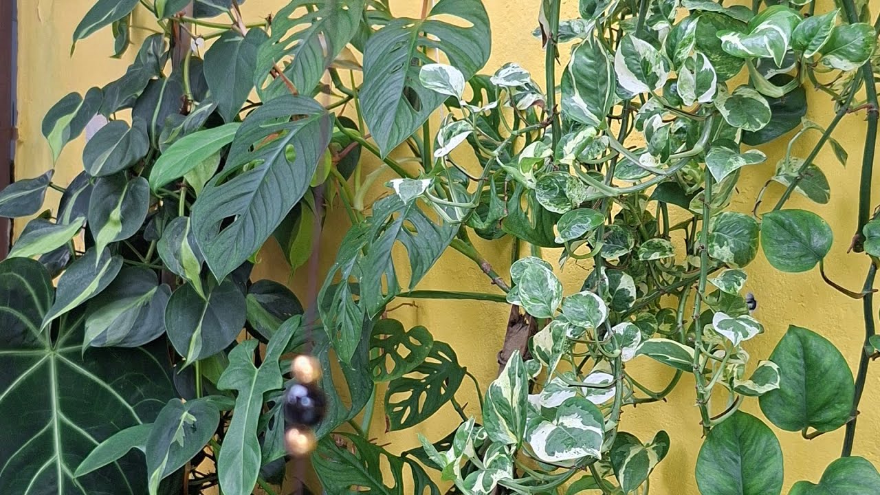 🌿 Mais de 20 Plantas Pendentes Cultivadas na Sombra – Meu Cantinho Preferido 🌿