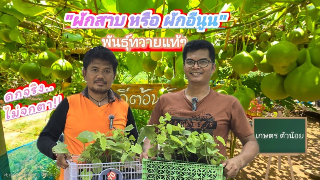 สวนเกษตรตัวน้อย⁉️ ผักสาบหรือผักอีนูน ดกจริง ไม่จกตา @เกษตรน้องใหม่
