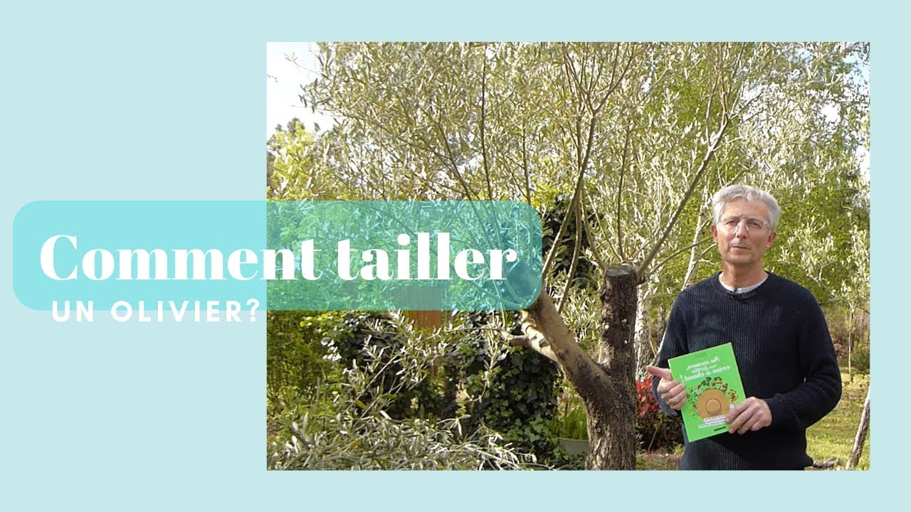Comment tailler un olivier facilement ? : La méthode simple pour débutants - Monjardindansleslandes