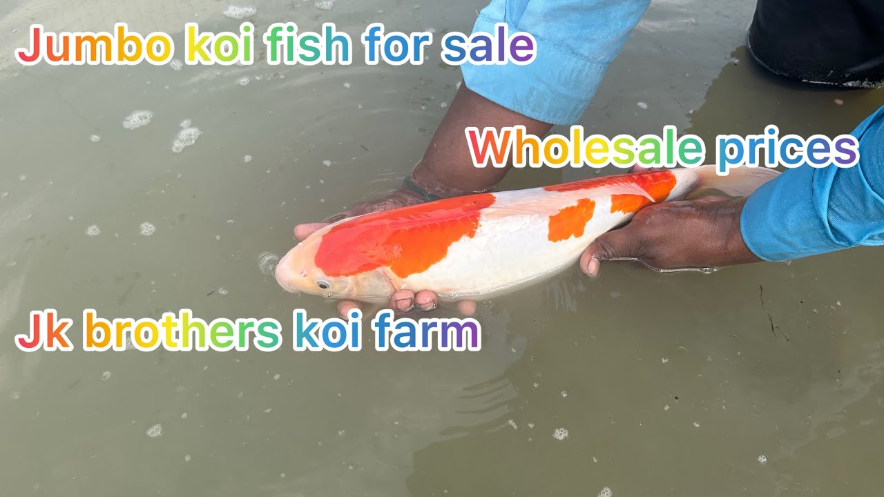 பெரிய koi fish odana sale panidalam || koi fish at wholesale prices 🐟🐟🐟🐟